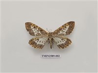 藏品(尺蛾102)的圖片